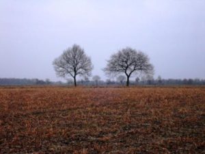Lees meer over het artikel Waarom kiezen voor een vakantie in Drenthe?